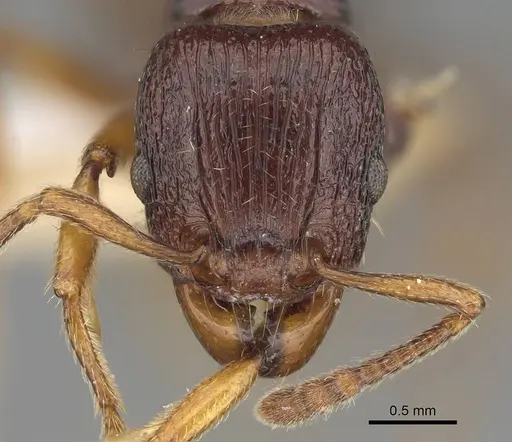Tetramorium nassonowii specimen CASENT0195504 image casent0195504_2