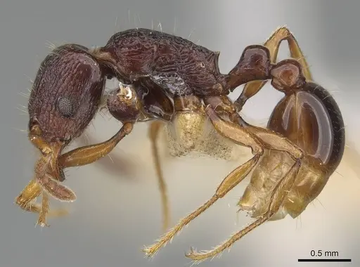 Tetramorium nassonowii specimen CASENT0195504 image casent0195504_3