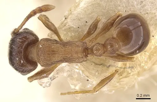 Tetramorium nautarum specimen CASENT0915035 image casent0915035_1
