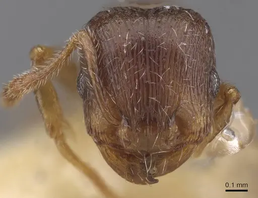 Tetramorium nautarum specimen CASENT0915035 image casent0915035_2