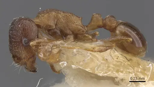 Tetramorium nautarum specimen CASENT0915035 image casent0915035_3