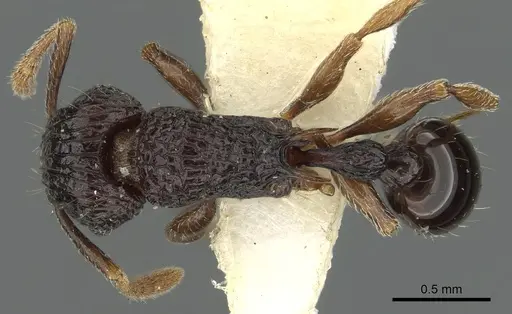 Tetramorium navum specimen CASENT0901086 image casent0901086_1