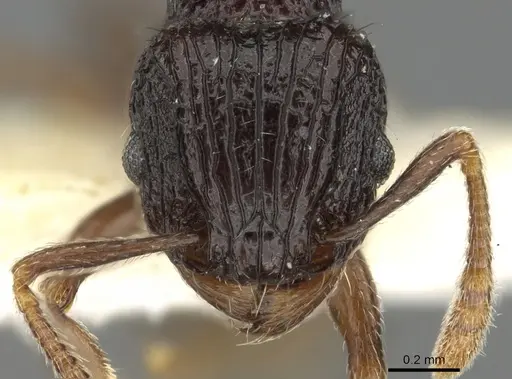 Tetramorium navum specimen CASENT0901086 image casent0901086_2
