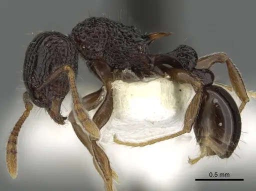 Tetramorium navum specimen CASENT0901086 image casent0901086_3