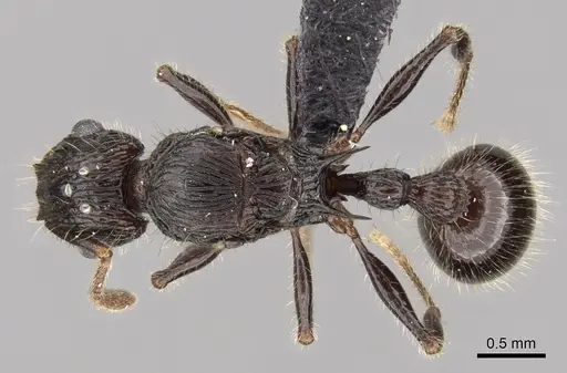 Tetramorium nazgul specimen CASENT0028556 image casent0028556_1