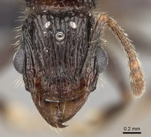 Tetramorium nazgul specimen CASENT0028556 image casent0028556_2