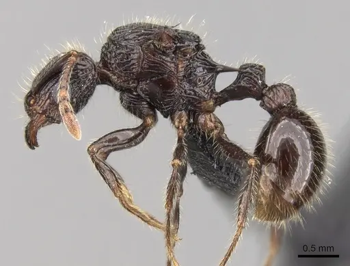 Tetramorium nazgul specimen CASENT0028556 image casent0028556_3