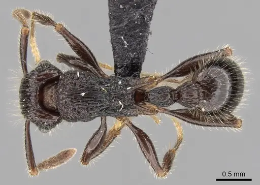 Tetramorium nazgul specimen CASENT0028625 image casent0028625_1