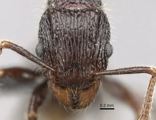 Tetramorium nazgul specimen CASENT0028625 image casent0028625_2