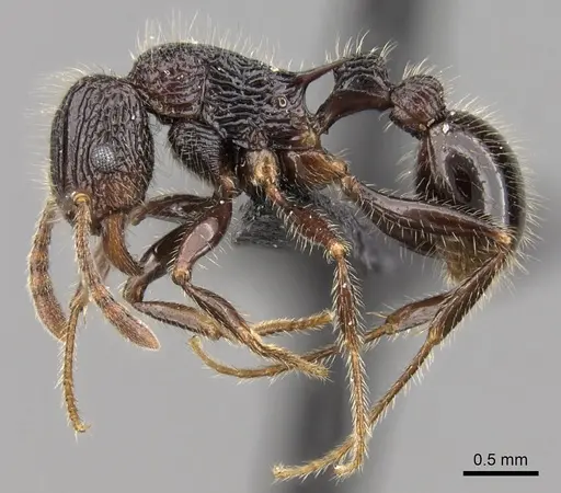 Tetramorium nazgul specimen CASENT0028625 image casent0028625_3