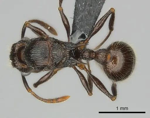 Tetramorium nazgul specimen CASENT0030059 image casent0030059_1
