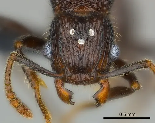 Tetramorium nazgul specimen CASENT0030059 image casent0030059_2