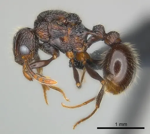 Tetramorium nazgul specimen CASENT0030059 image casent0030059_3