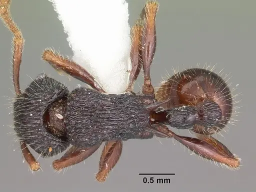 Tetramorium nazgul specimen CASENT0102983 image casent0102983_1