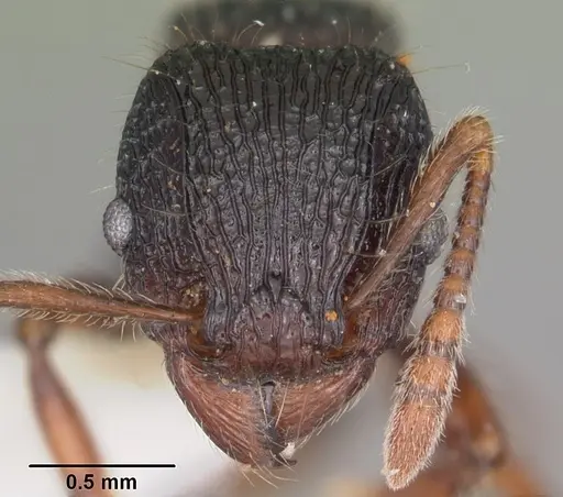 Tetramorium nazgul specimen CASENT0102983 image casent0102983_2