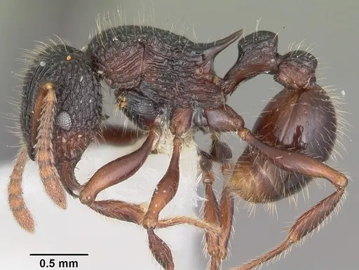 Tetramorium nazgul specimen CASENT0102983 image casent0102983_3