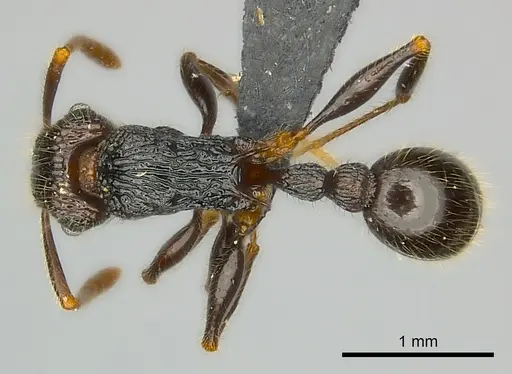 Tetramorium nazgul specimen CASENT0496733 image casent0496733_1