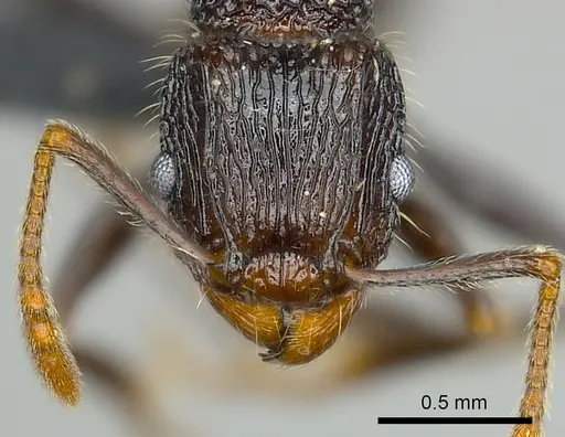 Tetramorium nazgul specimen CASENT0496733 image casent0496733_2