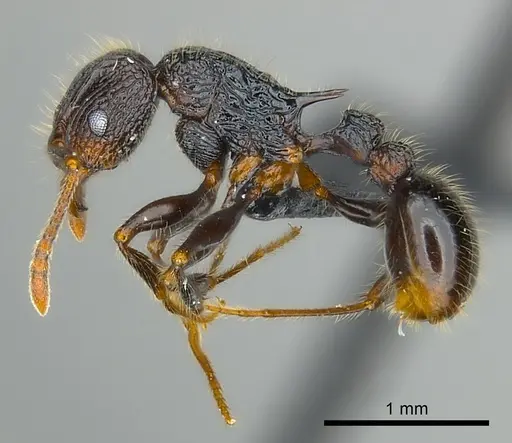 Tetramorium nazgul specimen CASENT0496733 image casent0496733_3