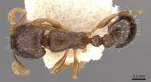 Tetramorium nefassitense specimen CASENT0909147 image casent0909147_1