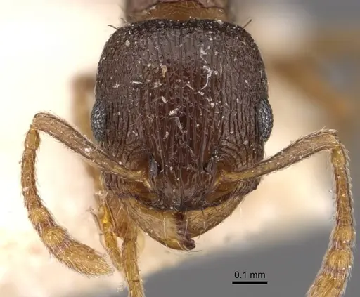 Tetramorium nefassitense specimen CASENT0909147 image casent0909147_2
