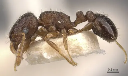 Tetramorium nefassitense specimen CASENT0909147 image casent0909147_3