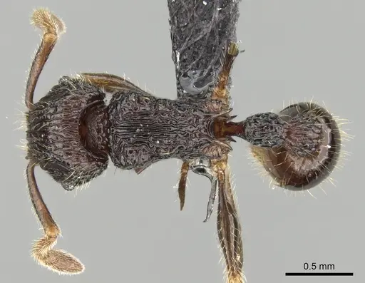 Tetramorium nify specimen CASENT0163155 image casent0163155_1