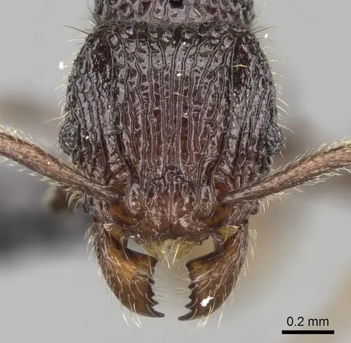 Tetramorium nify specimen CASENT0163155 image casent0163155_2