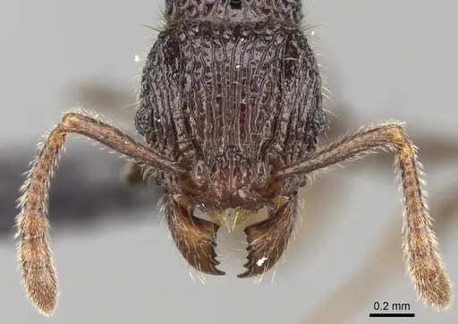 Tetramorium nify specimen CASENT0163155 image casent0163155_3