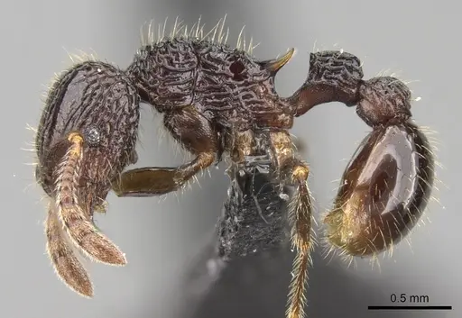 Tetramorium nify specimen CASENT0163155 image casent0163155_4