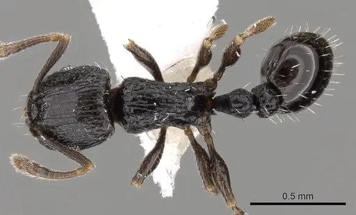 Tetramorium nigrum specimen CASENT0217208 image casent0217208_1
