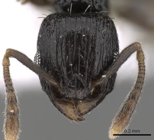 Tetramorium nigrum specimen CASENT0217208 image casent0217208_2