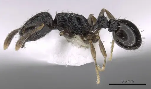 Tetramorium nigrum specimen CASENT0217208 image casent0217208_3