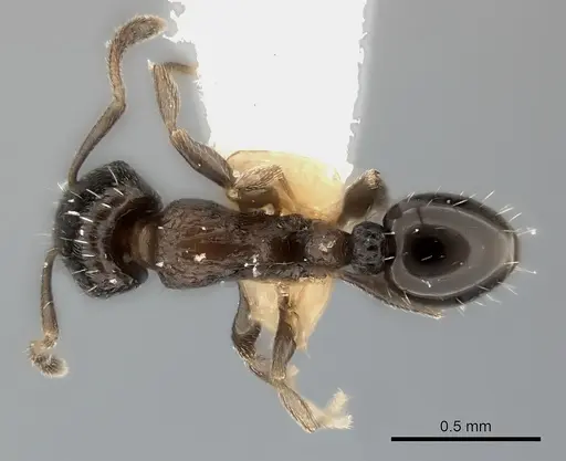 Tetramorium nigrum specimen CASENT0217972 image casent0217972_1