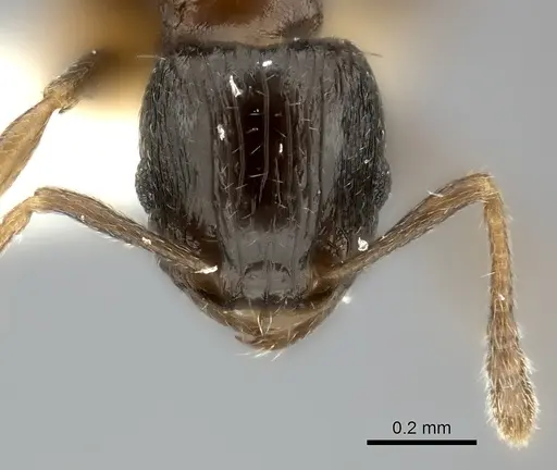 Tetramorium nigrum specimen CASENT0217972 image casent0217972_2