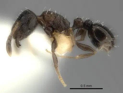 Tetramorium nigrum specimen CASENT0217972 image casent0217972_3