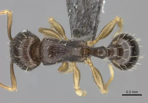 Tetramorium nigrum specimen CASENT0235777 image casent0235777_1