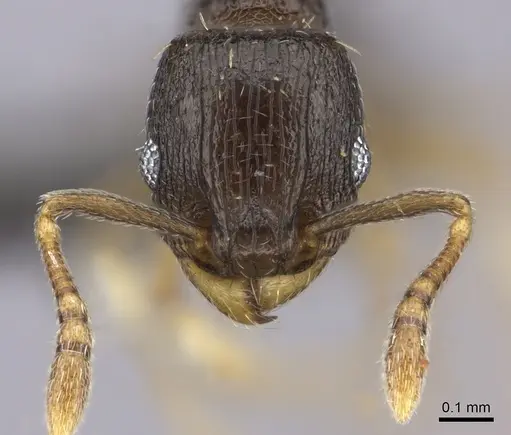Tetramorium nigrum specimen CASENT0235777 image casent0235777_2