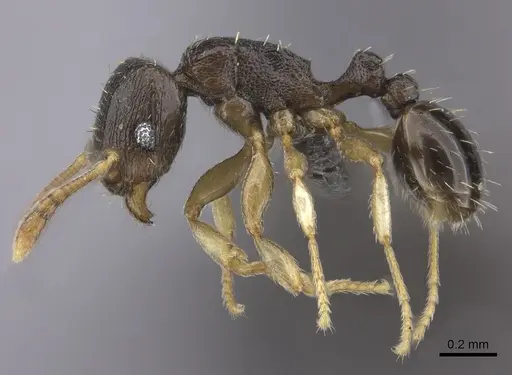 Tetramorium nigrum specimen CASENT0235777 image casent0235777_3