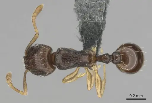 Tetramorium nigrum specimen CASENT0250281 image casent0250281_1
