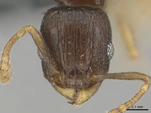 Tetramorium nigrum specimen CASENT0250281 image casent0250281_2