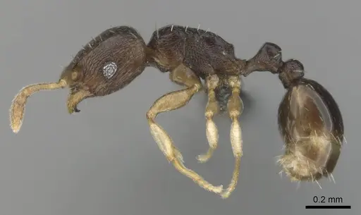 Tetramorium nigrum specimen CASENT0250281 image casent0250281_4