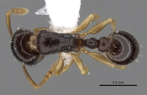 Tetramorium nigrum specimen CASENT0280851 image casent0280851_1