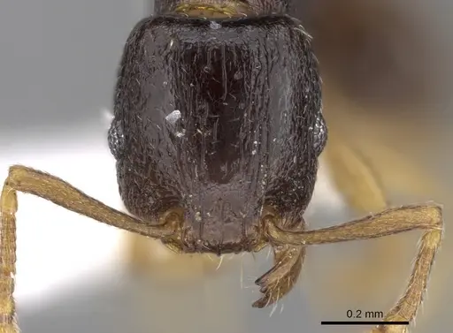 Tetramorium nigrum specimen CASENT0280851 image casent0280851_2