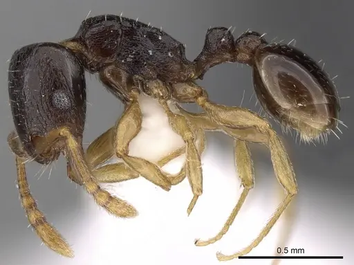 Tetramorium nigrum specimen CASENT0280851 image casent0280851_3