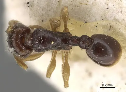 Tetramorium nigrum specimen CASENT0915999 image casent0915999_1
