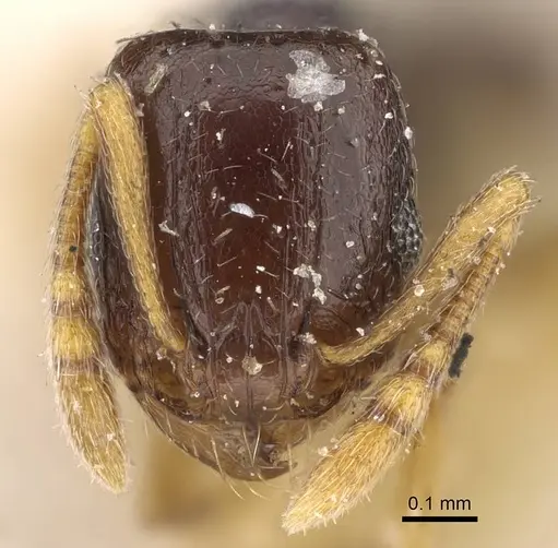 Tetramorium nigrum specimen CASENT0915999 image casent0915999_2