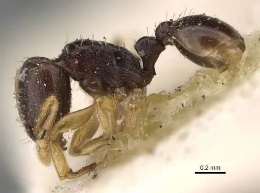Tetramorium nigrum specimen CASENT0915999 image casent0915999_3