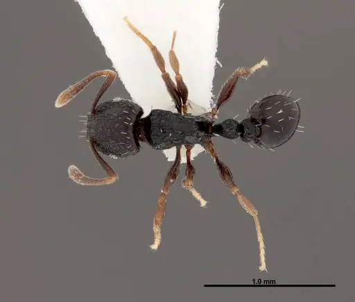 Tetramorium nigrum specimen FMNHINS0000047311 image fmnhins0000047311_1