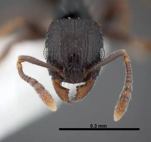Tetramorium nigrum specimen FMNHINS0000047311 image fmnhins0000047311_2